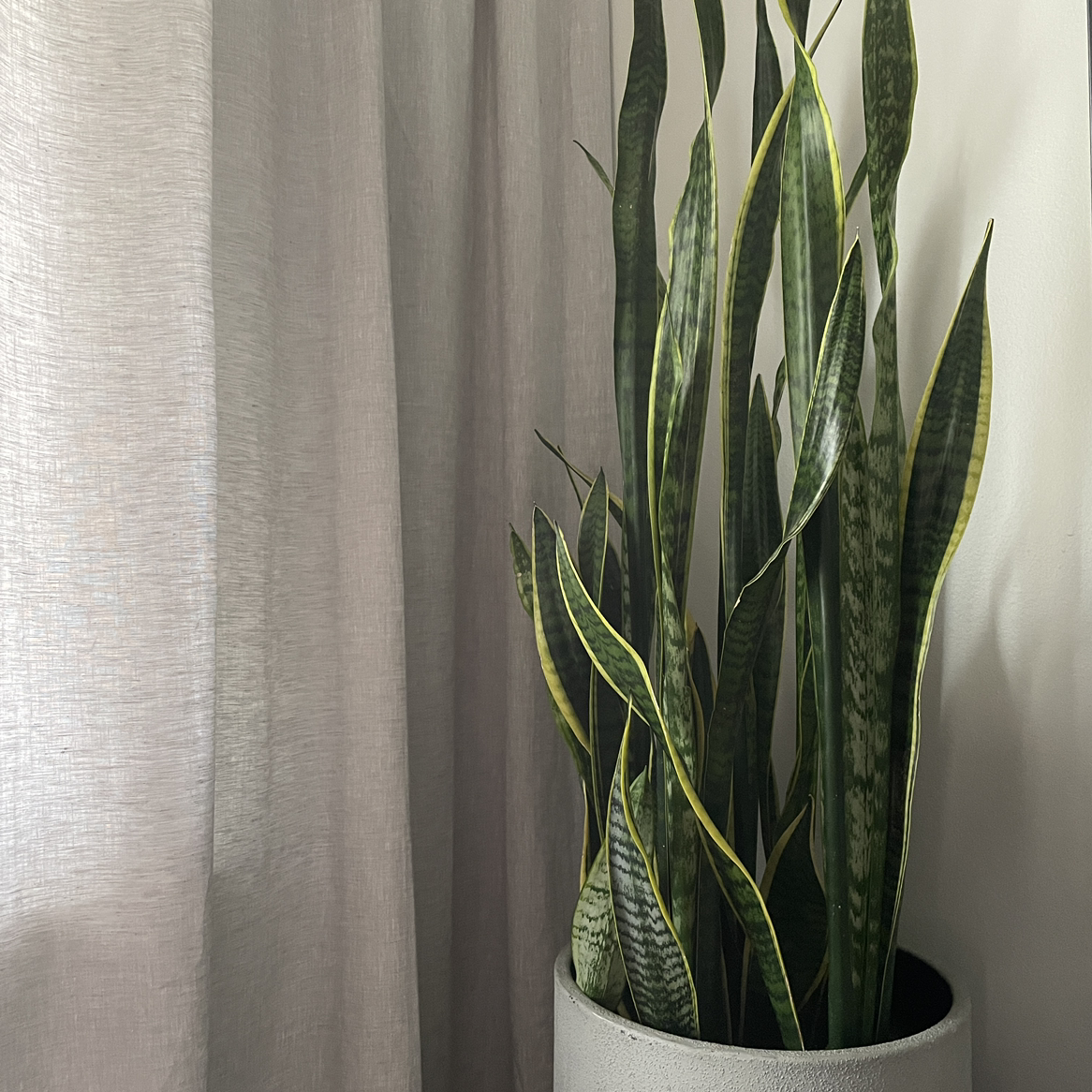 Snake Plant plant photo by @hellojennna named Snake on Greg, the plant care app.