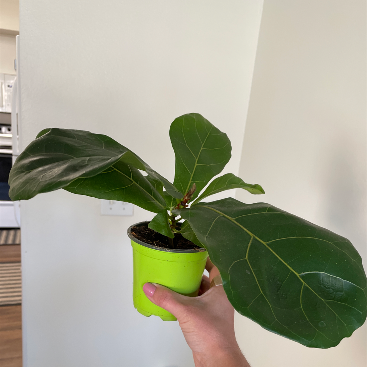 Fiddle Leaf Fig plant photo by Raela named slim shady on Greg, the plant care app.