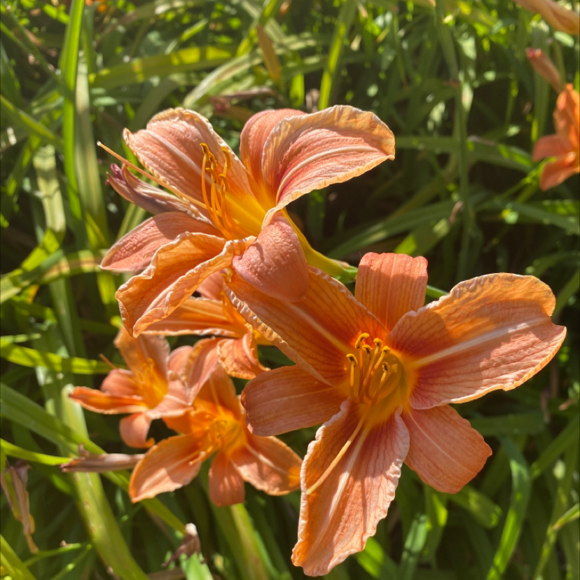 Cluster of vibrant Orange Daylily flowers in full bloom with green foliage in the background.