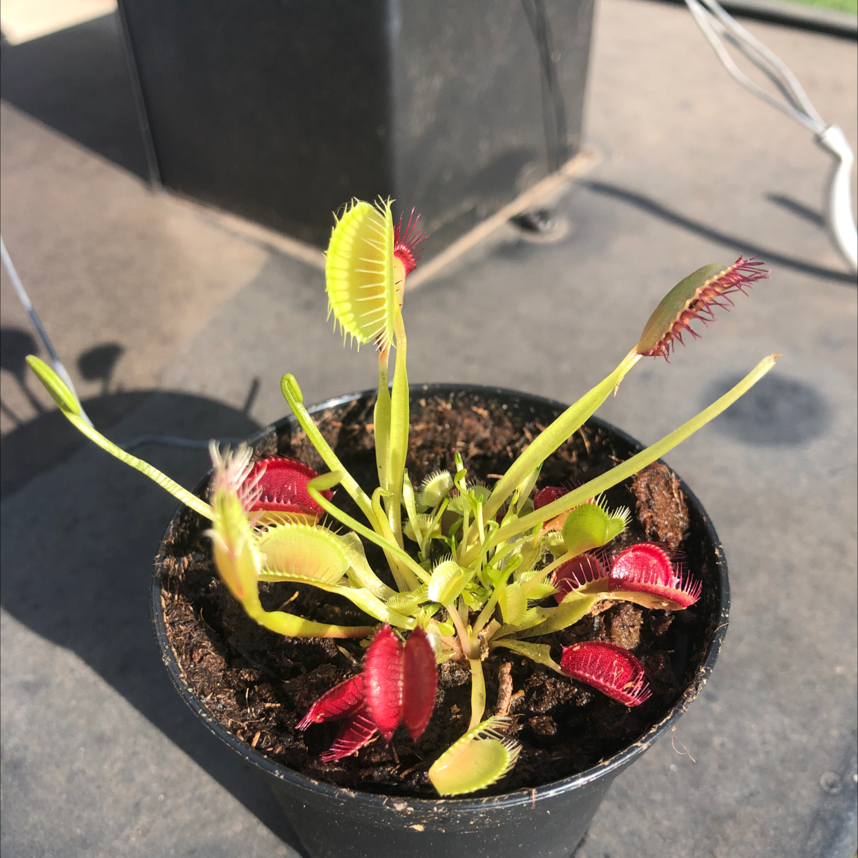 Red Piranha plant photo by @dark_fairy13 named pixie on Greg, the plant care app.