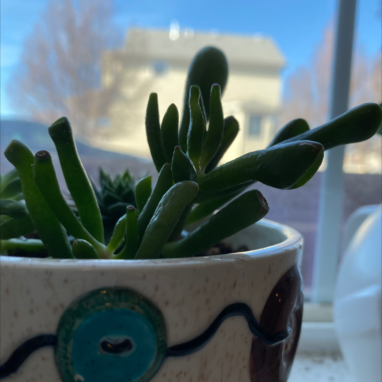 Gollum Jade plant in a decorative pot near a window, appears healthy.