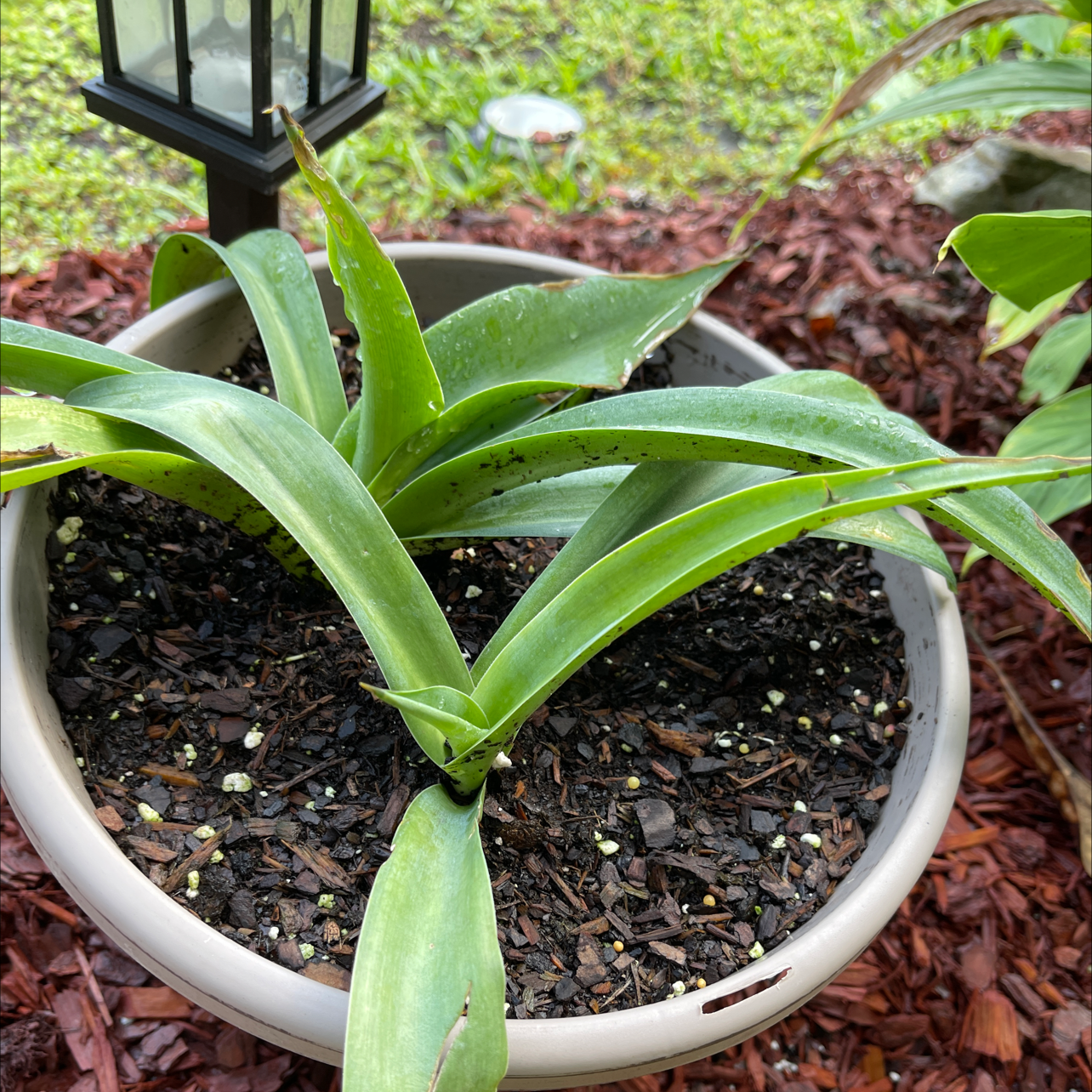 Potted false Aloe plant with long green leaves and visible soil.