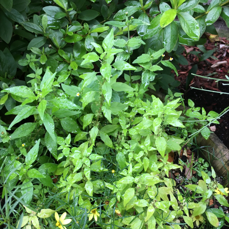 Photo of the plant species Acalypha Rhomboidea by Surinder named Your plant on Greg, the plant care app