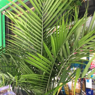 Majesty Palm plant in New York, New York