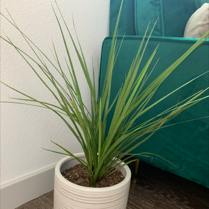 Photo of the plant species Cabbage Tree by @Yamantha23 named Tom on Greg, the plant care app