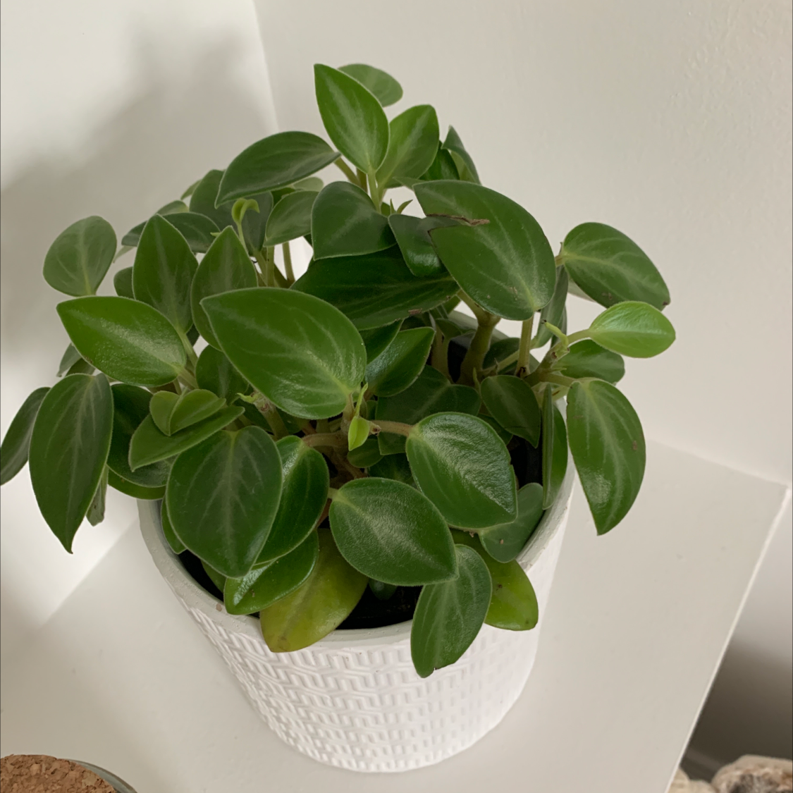 Healthy Teardrop Peperomia plant in a white pot with vibrant green leaves.