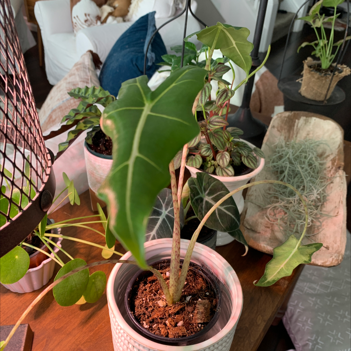 Potted Alocasia 'Sarian' plant indoors with healthy green leaves, placed on a wooden surface.