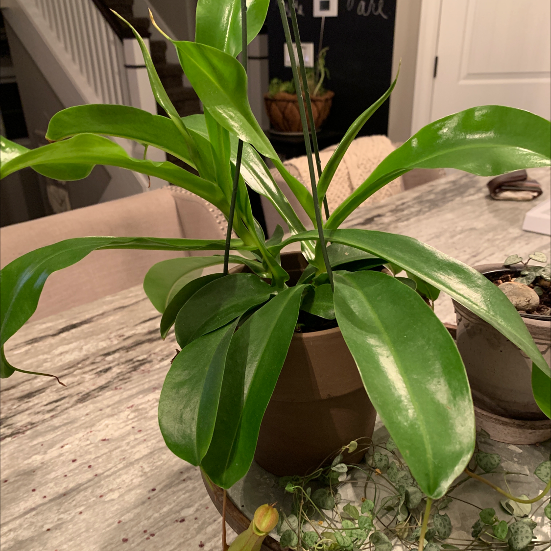 Tropical Pitcher Plant with broad green leaves in a pot on a table indoors.