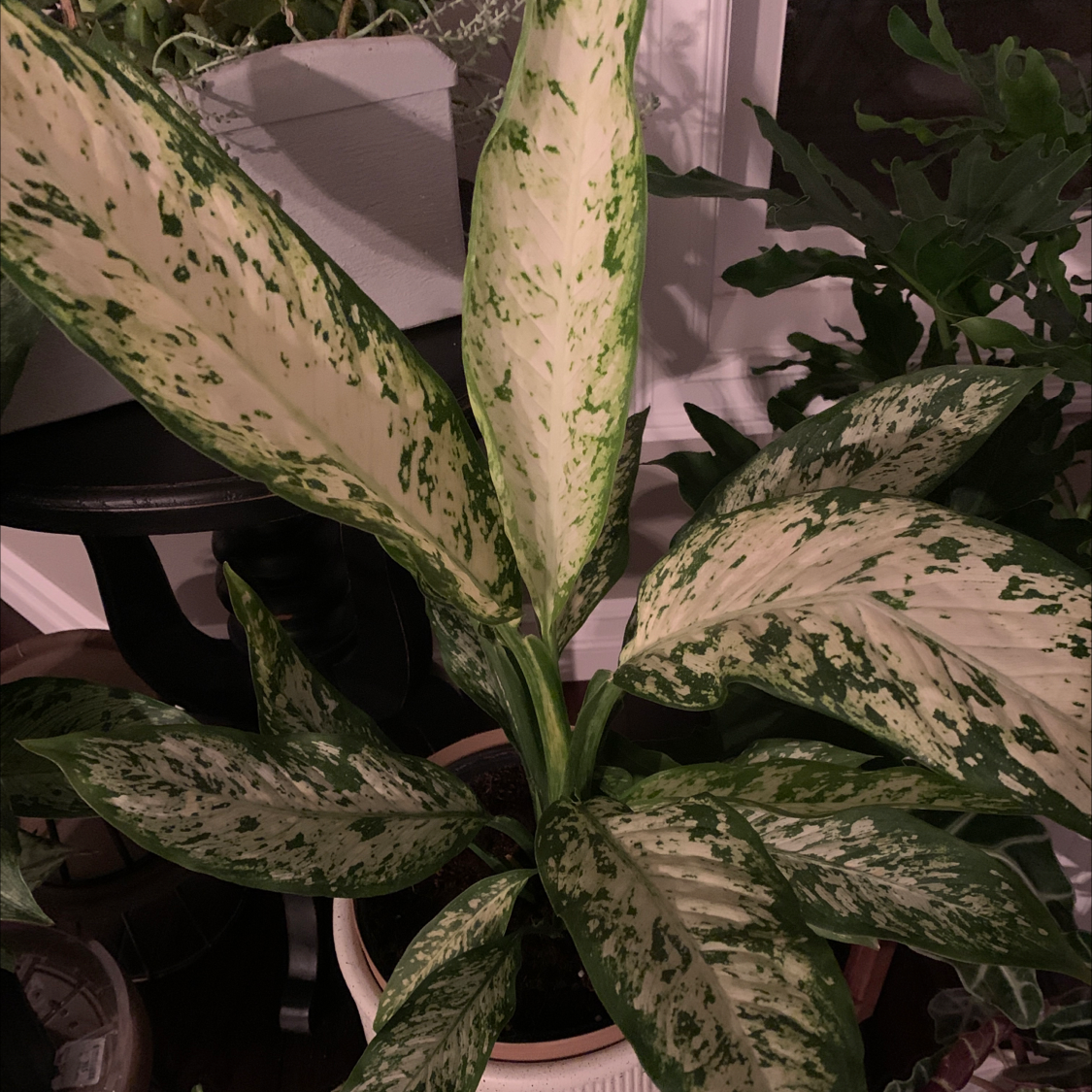 Dieffenbachia 'Camille' plant with variegated leaves, well-framed and in focus.