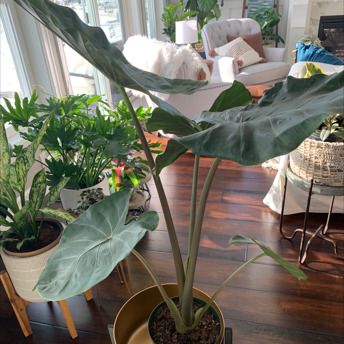 Indoor Giant Taro plant with broad green leaves in a well-lit room.