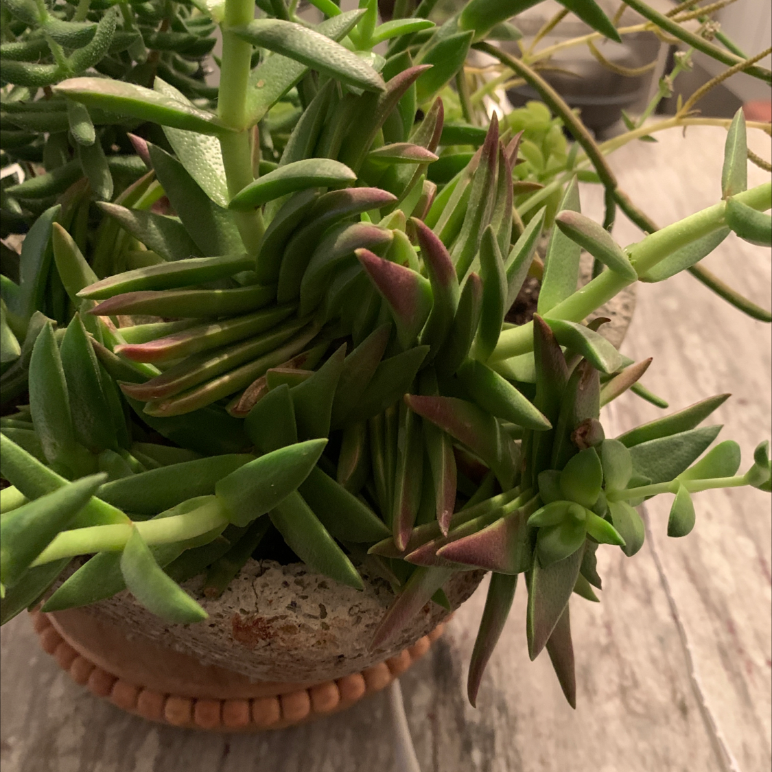 Hottentot Fig plant with thick, fleshy leaves and reddish tips in a pot with visible soil.