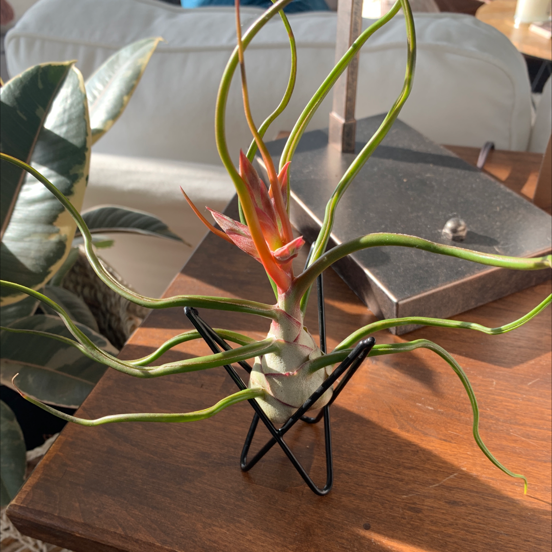Medusa Head Air Plant on a wooden surface with a metal stand, showing vibrant green leaves and a central red bract.