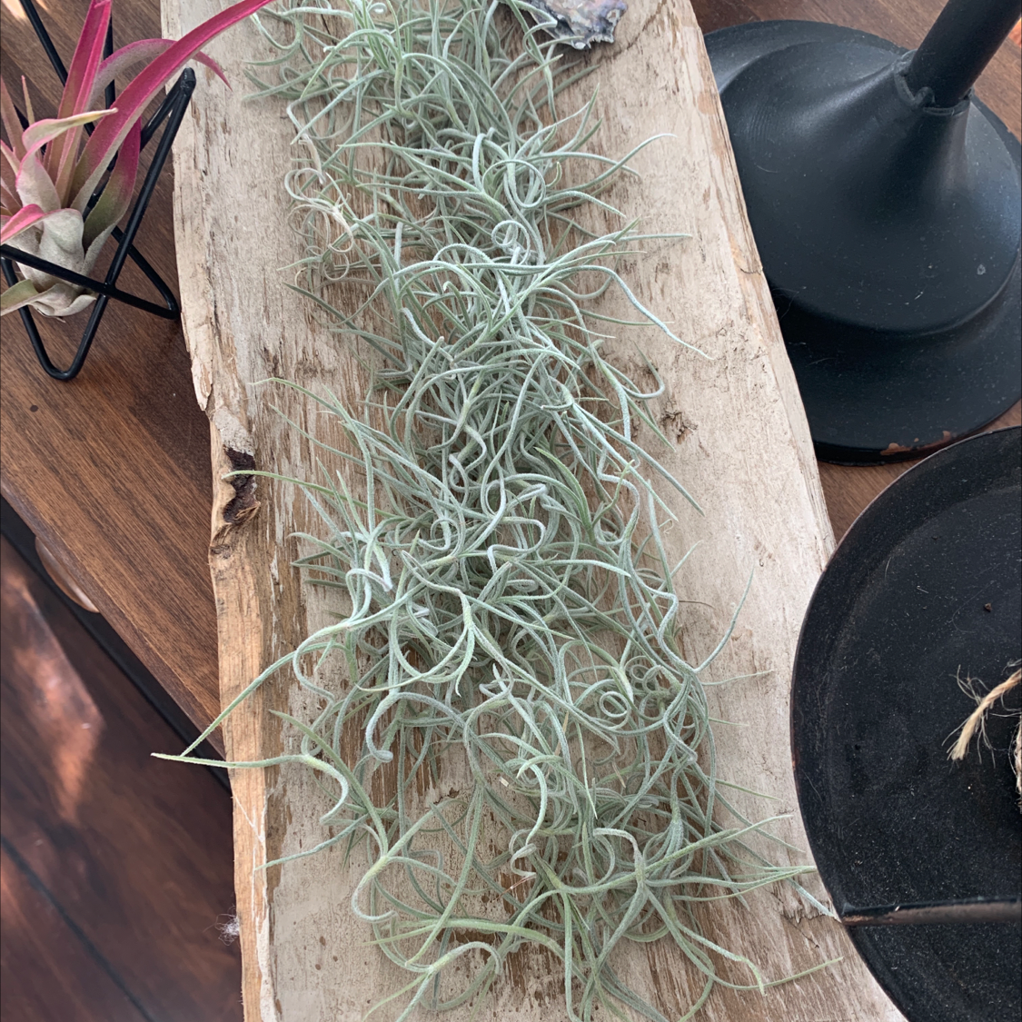 Spanish Moss (Tillandsia usneoides) laid out on a piece of wood, appearing healthy.