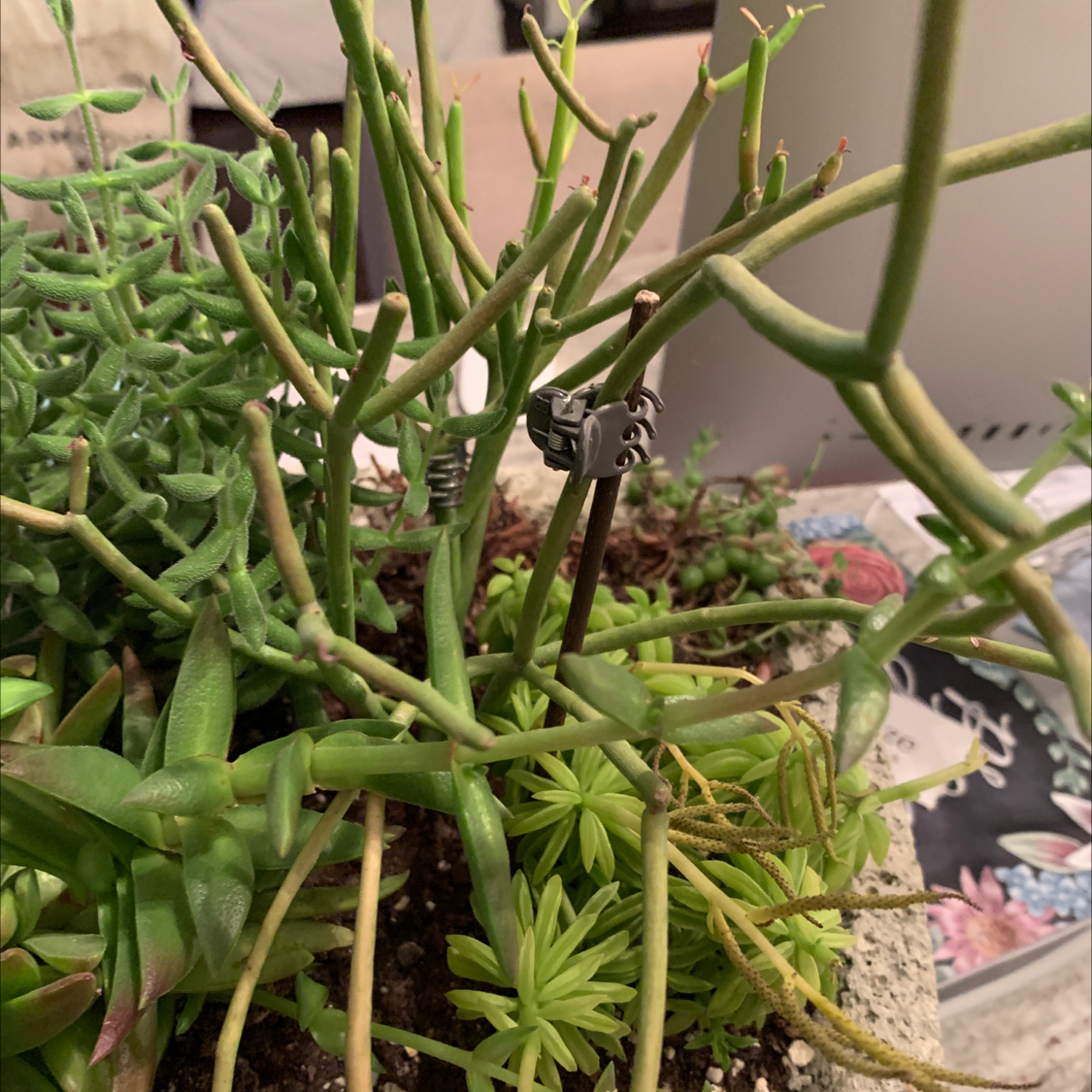 Pencil Cactus (Euphorbia tirucalli) among other succulents, healthy with visible soil.