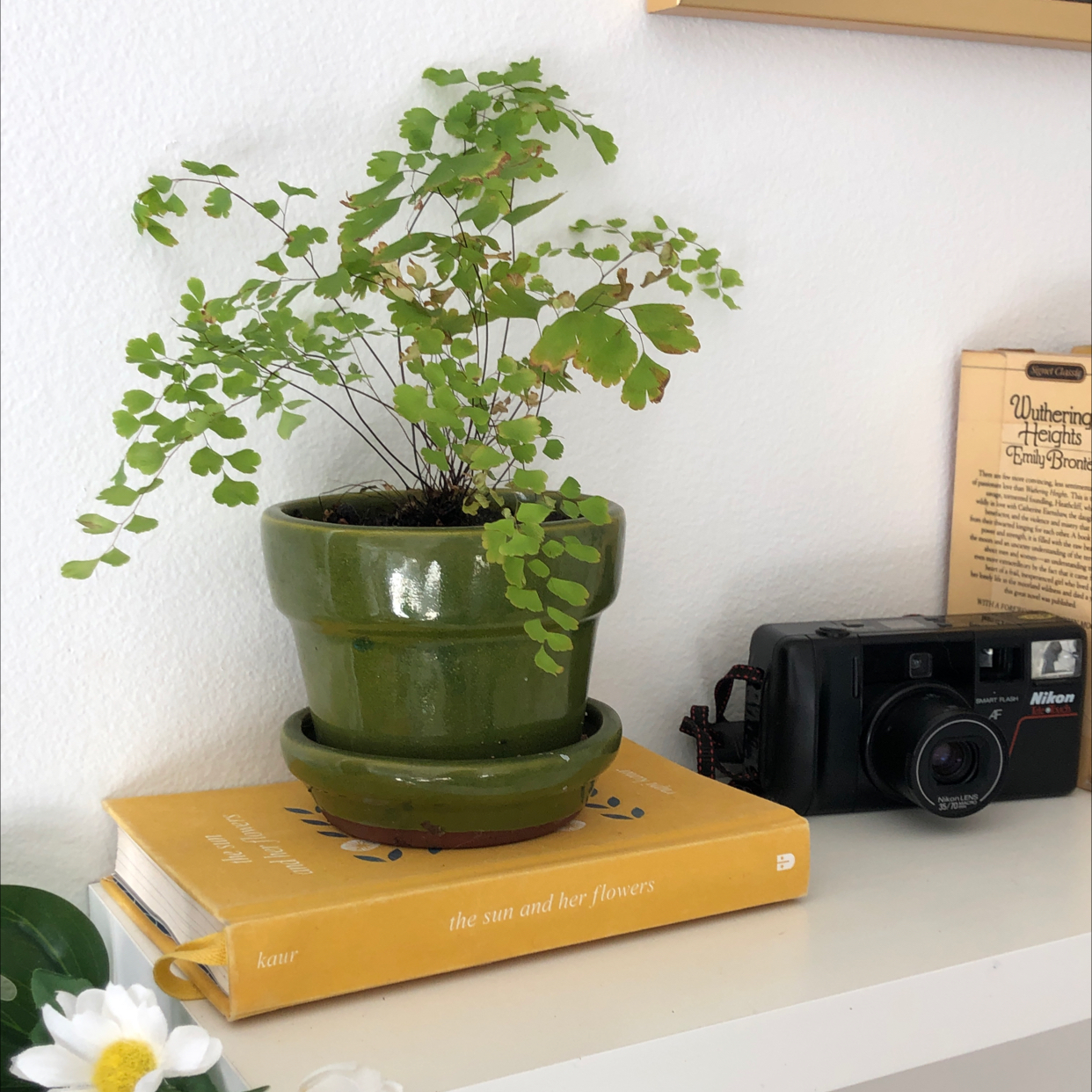 Maidenhair Fern in a green pot on a book, healthy green leaves.
