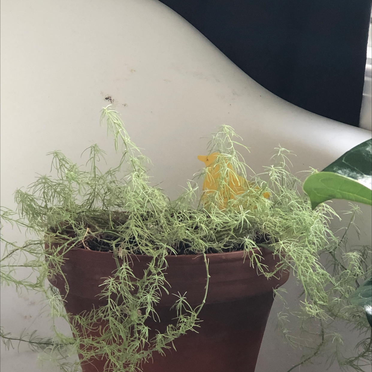 Potted Asparagus fern with dense, slightly yellowing fronds, generally healthy but may need more light or nutrients.