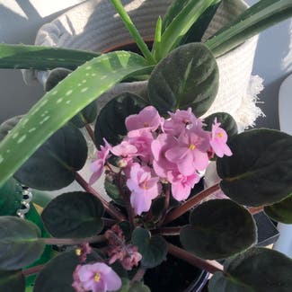 African Violet plant in Eau Claire, Wisconsin