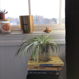 Variegated Spider Plant plant in Eau Claire, Wisconsin