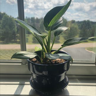 Philodendron Birkin plant in Eau Claire, Wisconsin
