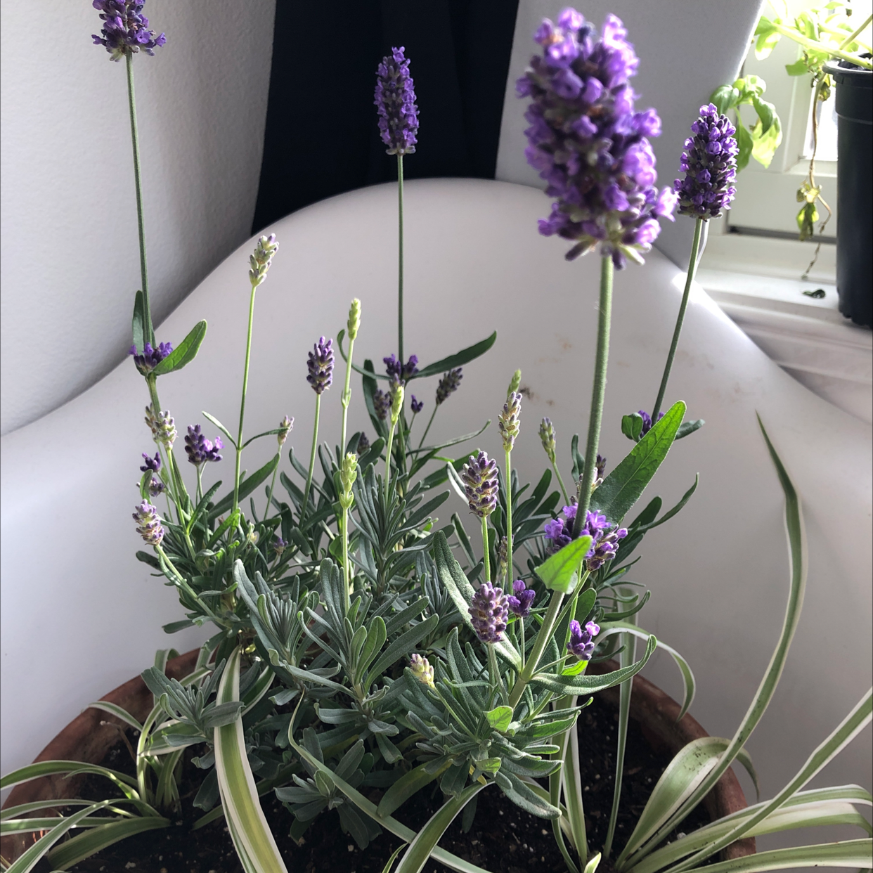 Photo of the plant species English Lavender by @Maddiemledford named Alexandria ocasio cortez on Greg, the plant care app
