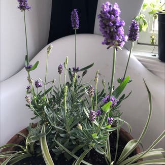 English Lavender plant in Eau Claire, Wisconsin