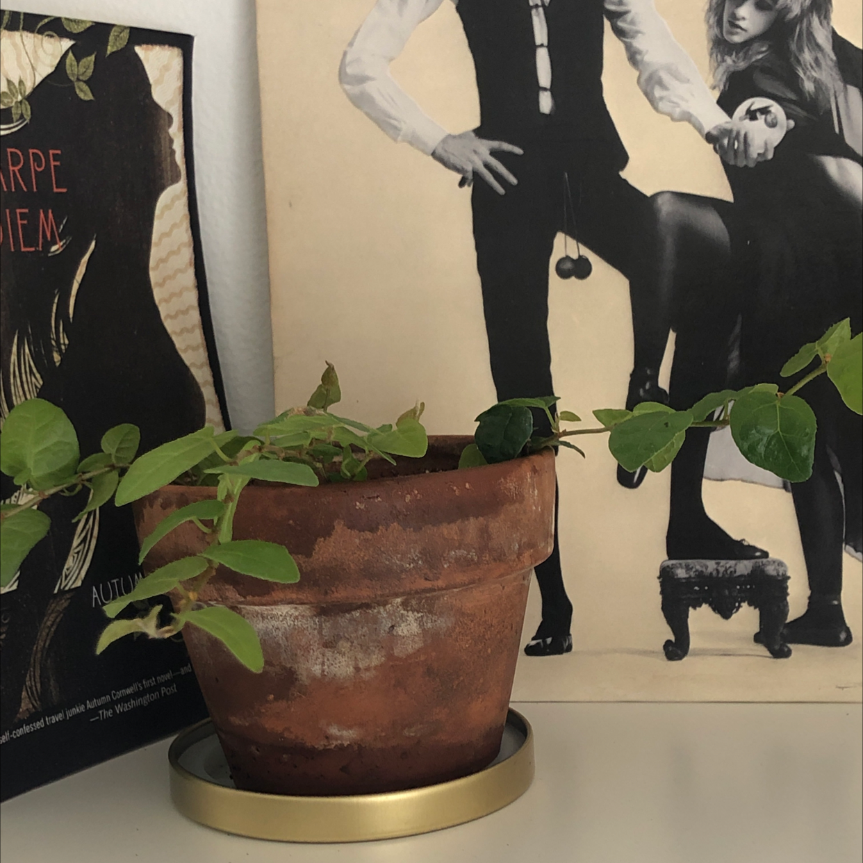 Photo of the plant species Bellus by @Maddiemledford named Tito on Greg, the plant care app