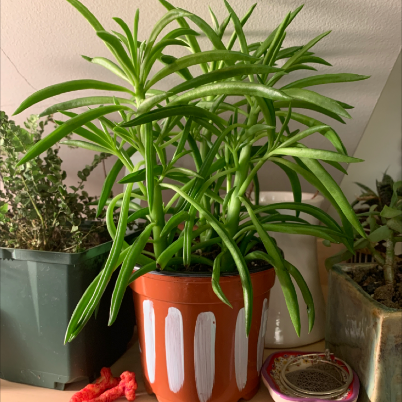 Pincushion Peperomia plant photo by @Plantmumlindsey named Margot on Greg, the plant care app.