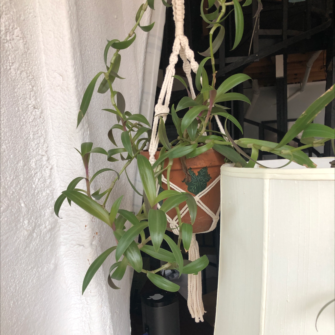 Healthy Moses-in-the-Cradle plant with glossy green and purple leaves hanging in macrame against a white wall.