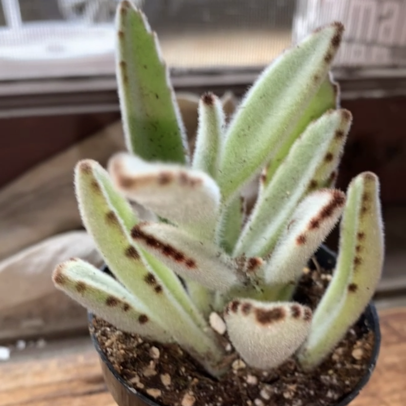 Panda Plant plant photo by @ccstyle named teddy bear on Greg, the plant care app.