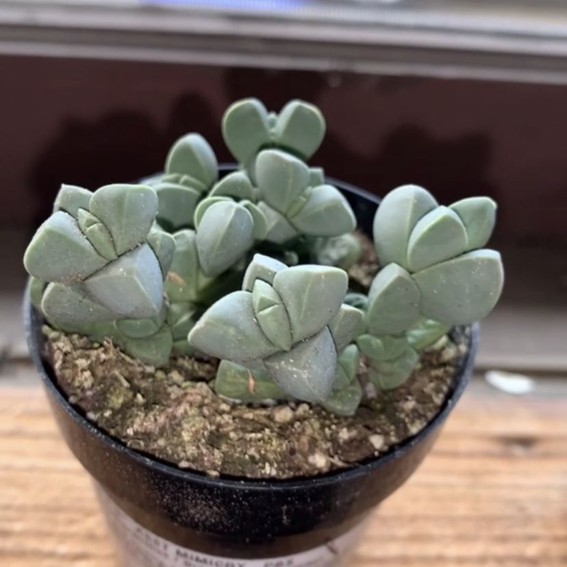 Photo of the plant species Beads Lampranthus by @ccstyle named rocky on Greg, the plant care app
