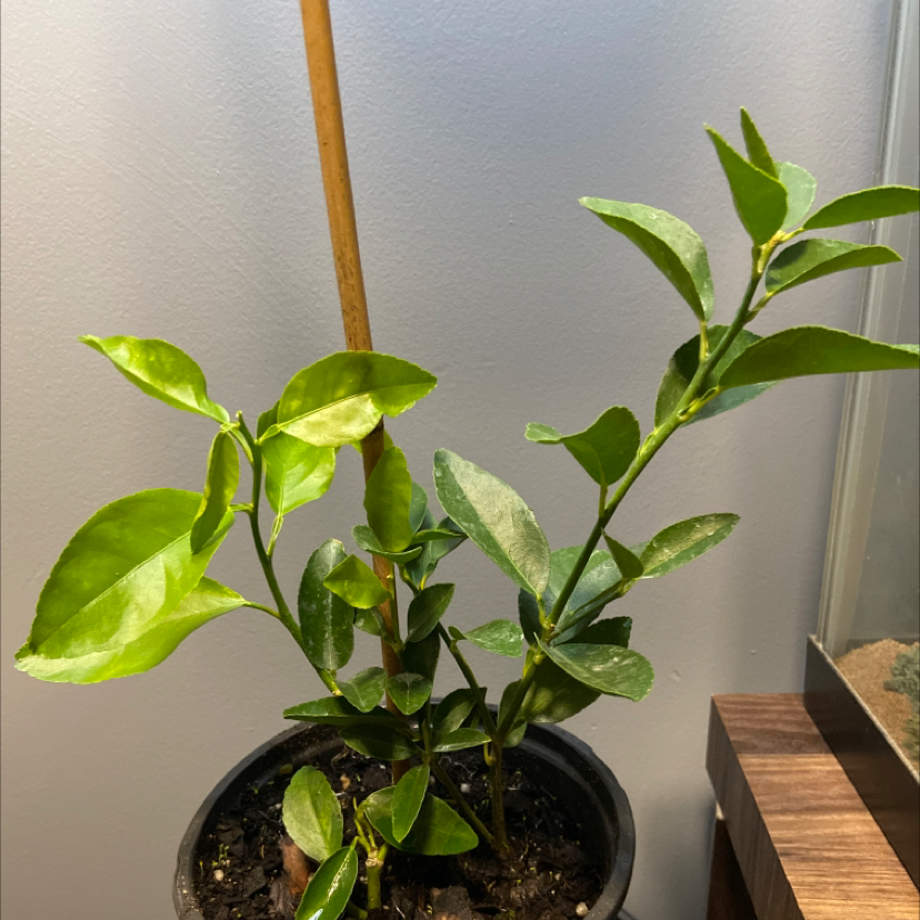 Persian Lime plant in a pot with healthy green leaves and visible soil.
