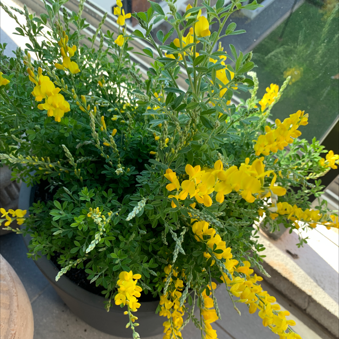 Photo of the plant species sweet broom by Aga named Dwarf yellow on Greg, the plant care app