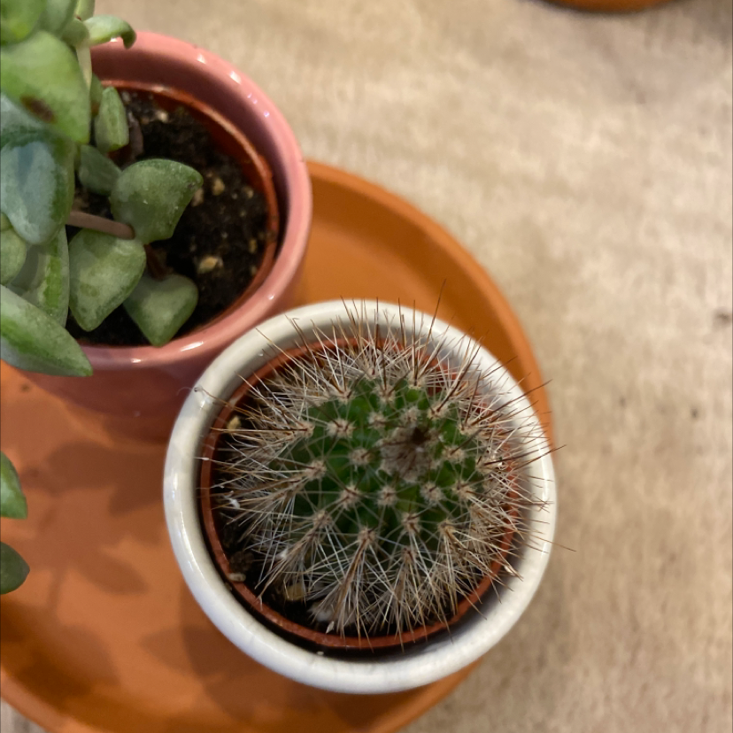 Top view of a Twin Spined Cactus in a small pot with another plant partially visible in the background.