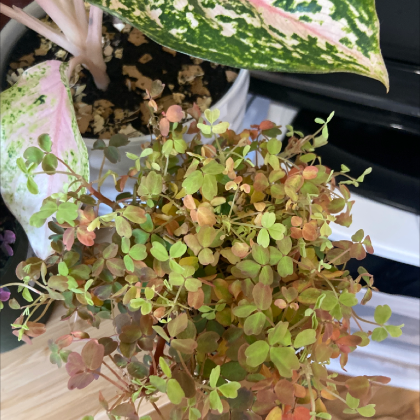 Creeping Woodsorrel plant with small, clover-like leaves in green and reddish hues. Another variegated plant in the background.