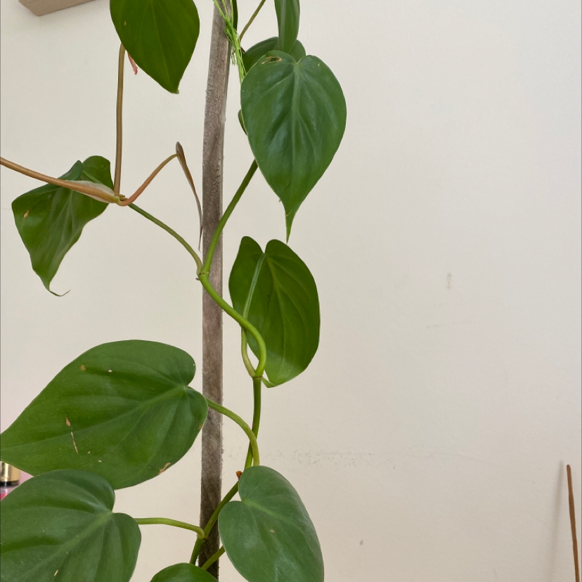 Philodendron Scandens plant photo by @charlotte.fitz5 named Madonna on Greg, the plant care app.