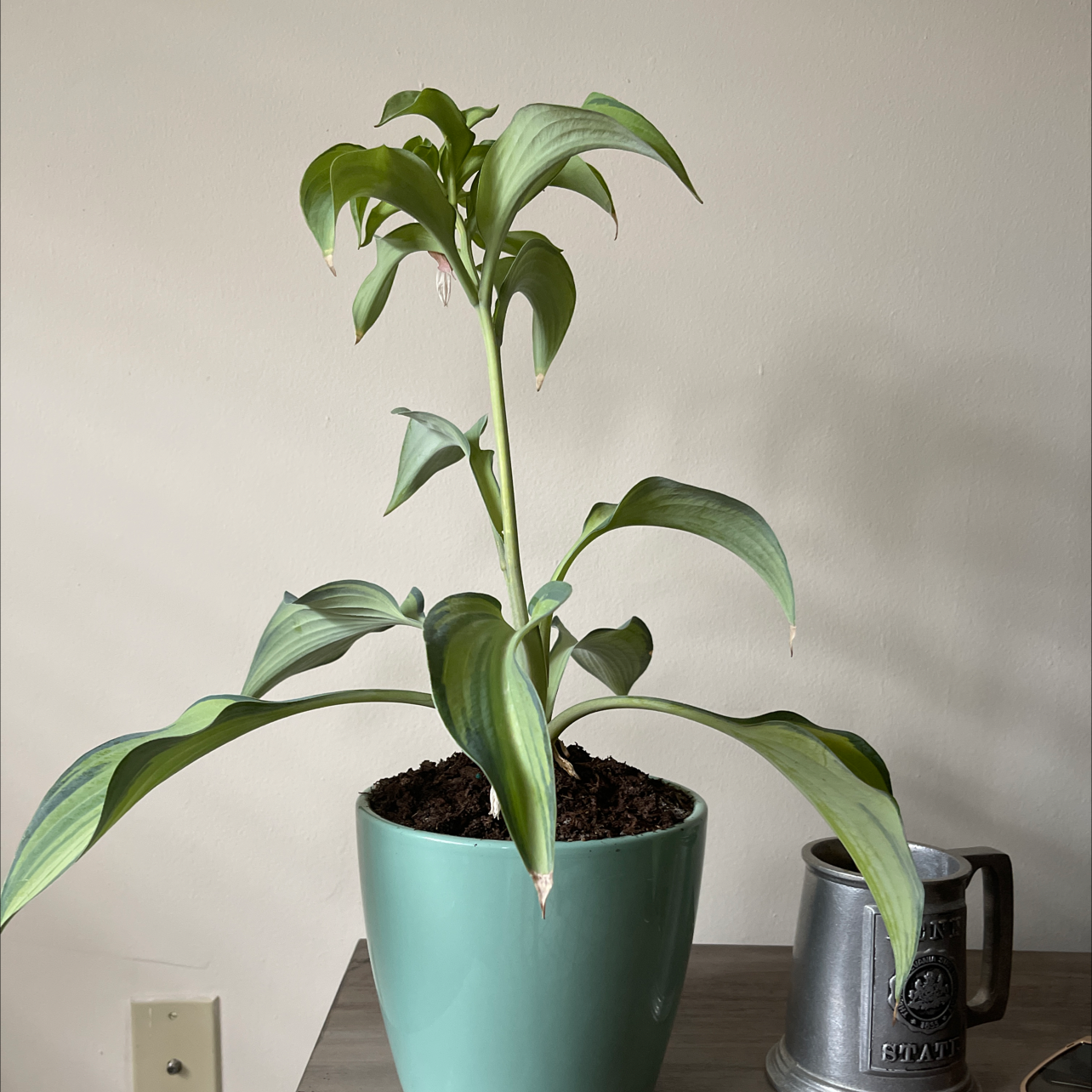 Photo of the plant species Plantain Lily by Andreanna named June on Greg, the plant care app