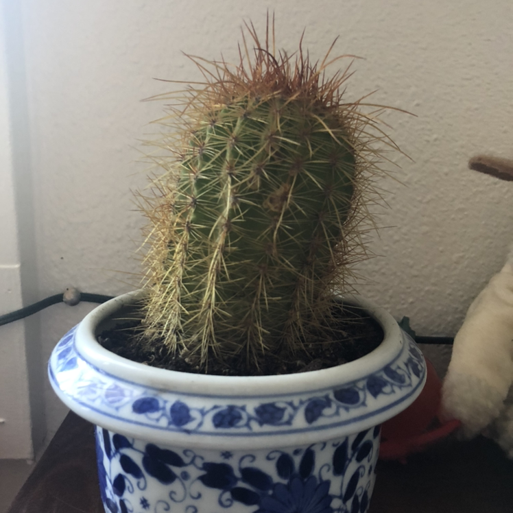 Photo of the plant species Correll's Hedgehog Cactus by @monkmonk named tommy prickles on Greg, the plant care app