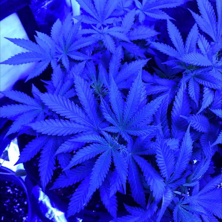 Cannabis plant with serrated leaves under blue lighting, appears healthy.