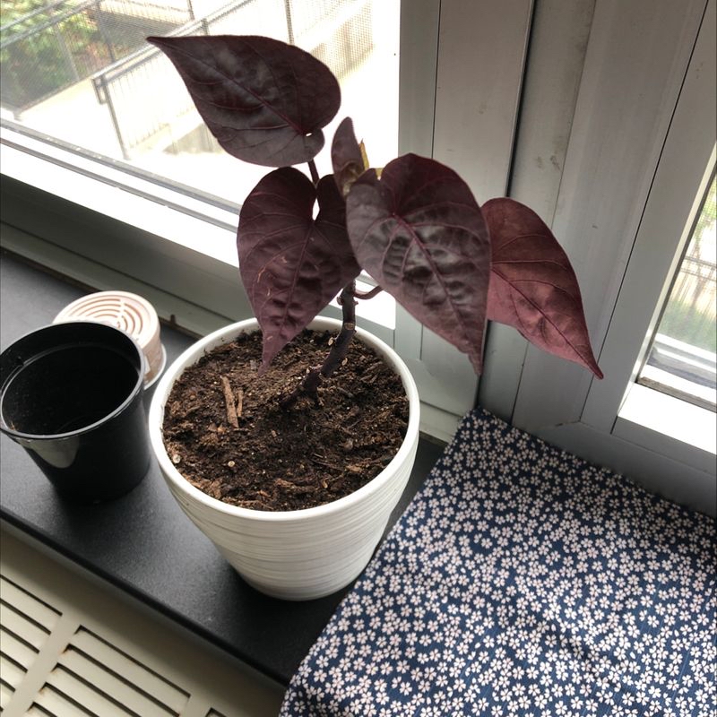 Healthy Heart of Jesus plant with vibrant red leaves held by a hand on a bright windowsill.