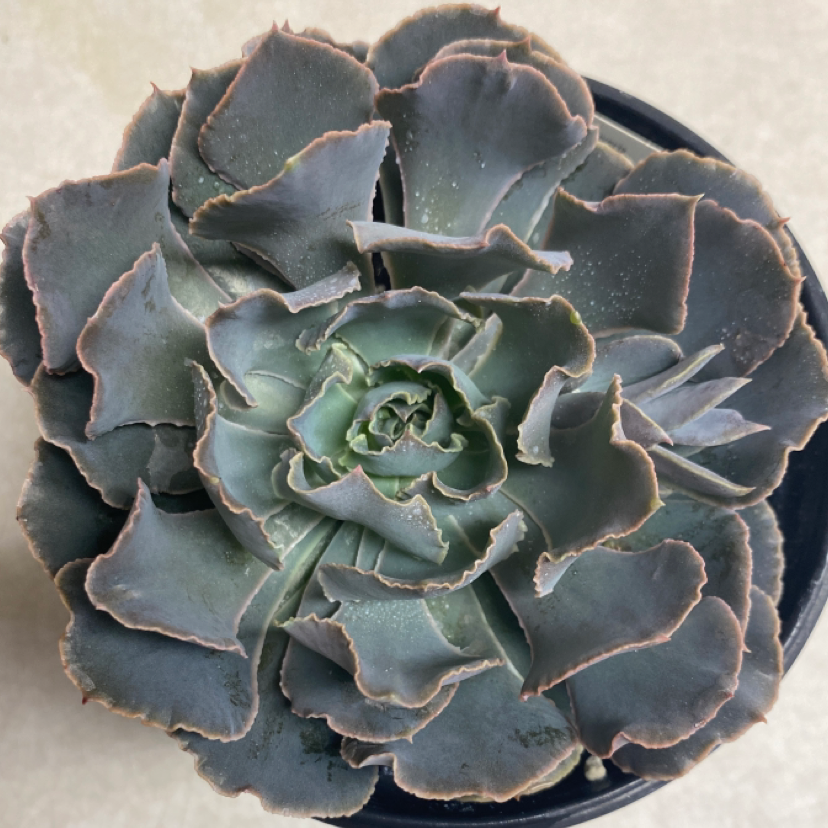 Photo of the plant species Echeveria 'Rosea' by Rachel named Rose on Greg, the plant care app