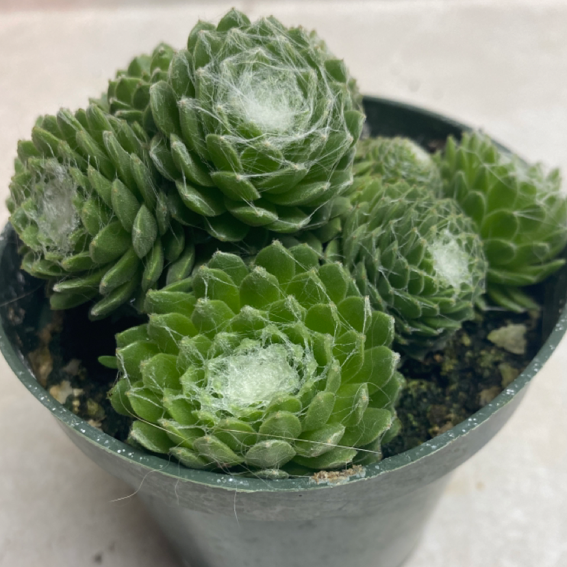 Photo of the plant species Cobweb Hens and Chicks by Rachel named Chip on Greg, the plant care app