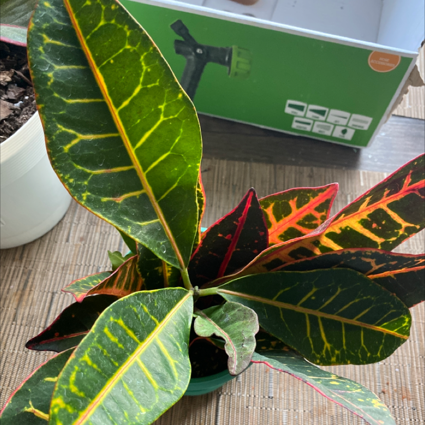 Croton 'Petra' plant photo by @Honeyharbin named Petra on Greg, the plant care app.