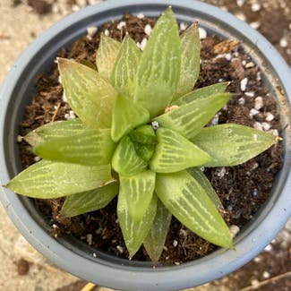 Cathedral Window Haworthia plant in Somewhere on Earth