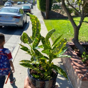Gold Dust Croton plant photo by @Honeyharbin named Sunny on Greg, the plant care app.
