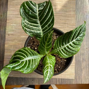 Zebra Plant plant photo by @Honeyharbin named Coco on Greg, the plant care app.
