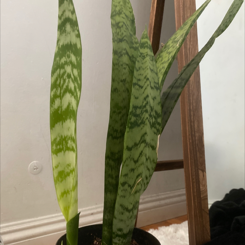 Snake Plant plant photo by @Honeyharbin named Nagini on Greg, the plant care app.