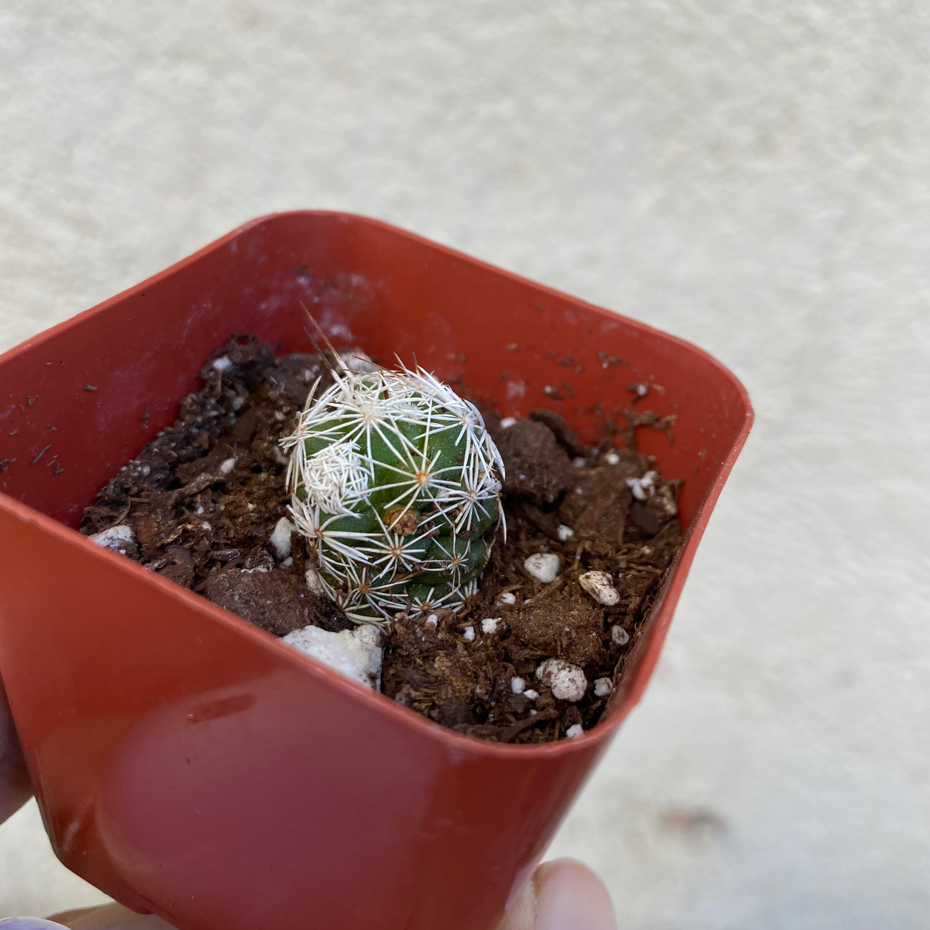 A small Pineapple Cactus in a red pot with visible soil, appearing healthy.