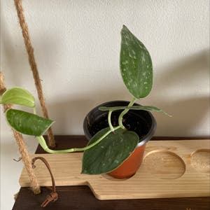 Satin Pothos plant photo by @Honeyharbin named Pearl on Greg, the plant care app.