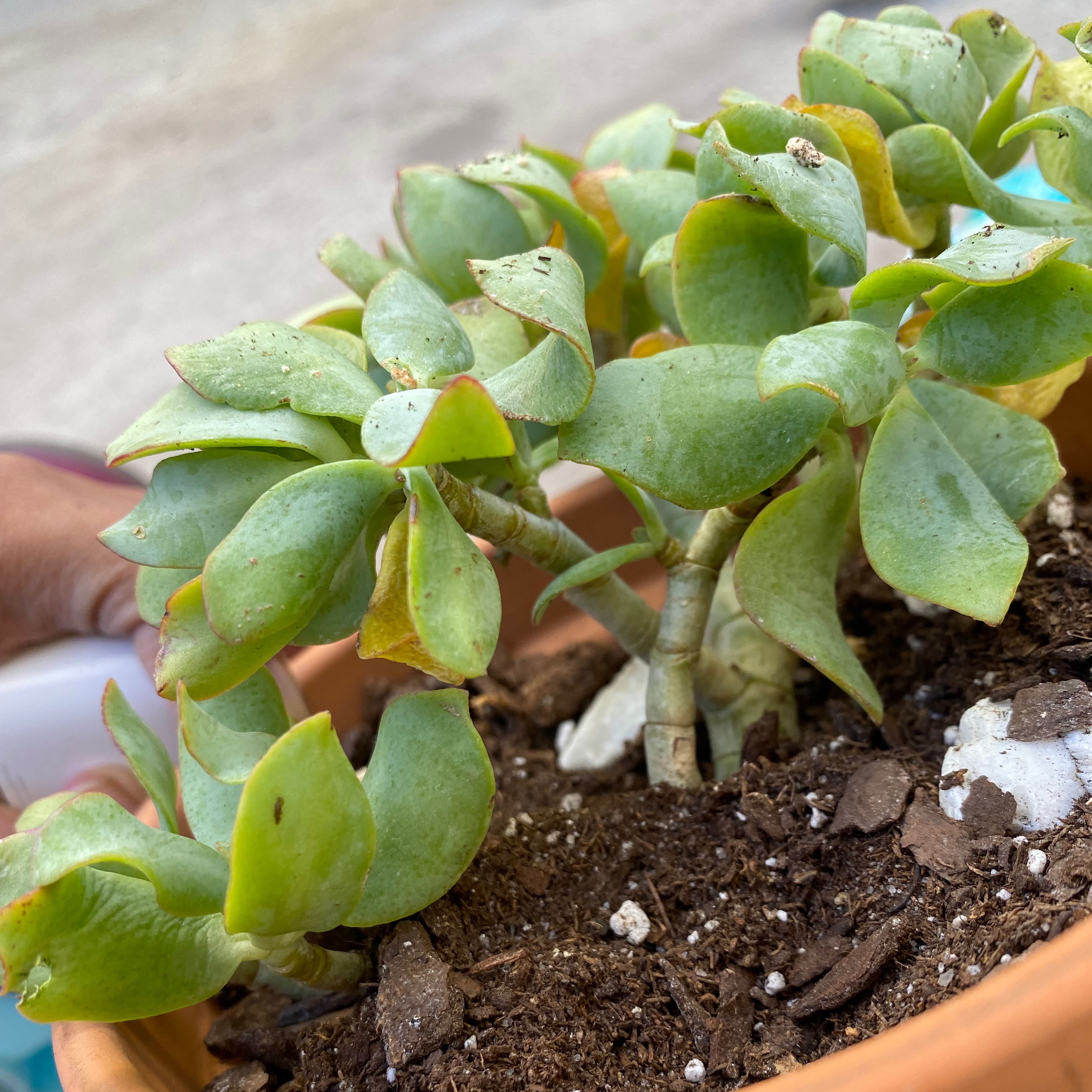 Ripple Jade plant in a pot with visible soil and some yellowing and browning leaves.