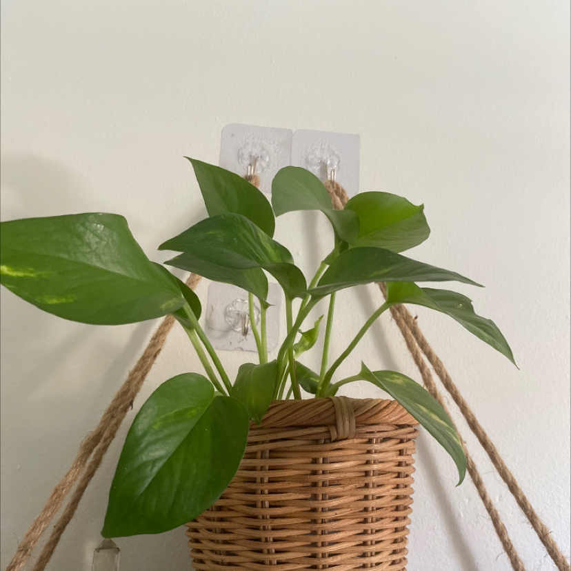 Taro Vine plant photo by @Honeyharbin named Gaia on Greg, the plant care app.